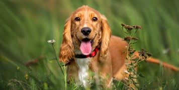 A close up of a spaniel.