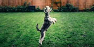 grain free puppy food