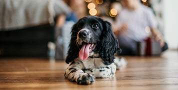 Black and white Spaniel lying on floor with tongue out