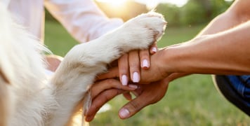 A golden retriever holding hands with his owners.