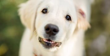 A close up image of a golden retriever puppy.