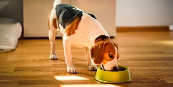 a beagle eating from a green bowl