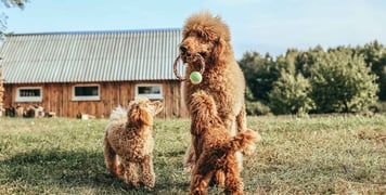 A group of poodle cross dogs
