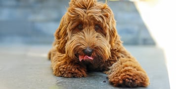 Labradoodle lying on a ground looking at the camera licking his nose