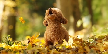 A maltipoo barking very loudly outdoors.