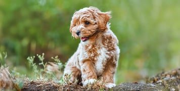 A Maltipoo puppy standing outdoors.