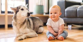 A husky laying next to a baby.