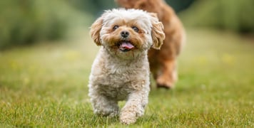 A cream coloured dog walking on grass.