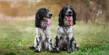 Two black and white Springer Spaniels sitting on green grass.
