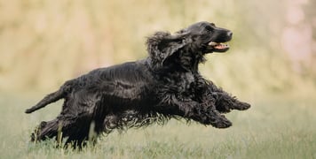 A black Cocker Spaniel running through grass.