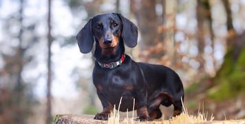 A black dachshund standing outdoors.