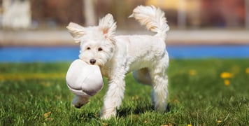 A white labradoodle holding a ball.