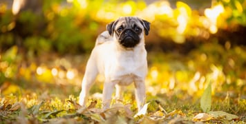 Pug standing on leaves with sun shining