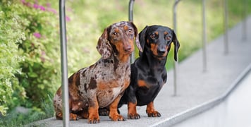 Two dachshunds standing on a wall.