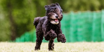 A black Labradoodle leaping through the air.