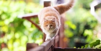 Ginger cat walking along fence