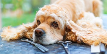 Golden working Cocker Spaniel lying on table with ears out for grooming