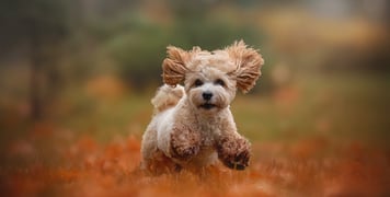 Maltipoo running on a field