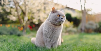 A british shorthair cat sitting outdoors on grass.