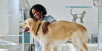 A vet looking over a golden retriever.