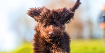 A chocolate brown Labradoodle leaping through the air.
