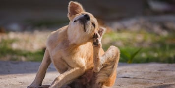 brown dog sitting on grass and itching