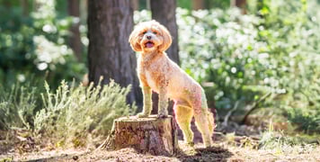 A Cavapoo standing on a tree trunk.