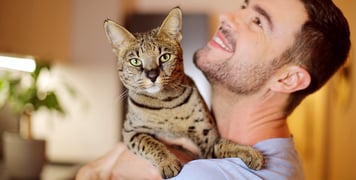 Savannah cat in the arms of owner