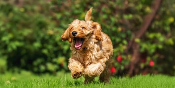 cockapoo leaping through the air with mouth open