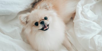 A Pomeranian dog laying in white sheets.