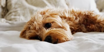 maltipoo lying on a bed