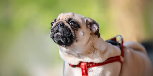 A Pug puppy about to park.