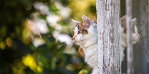 A cat peeking from behind a tree.
