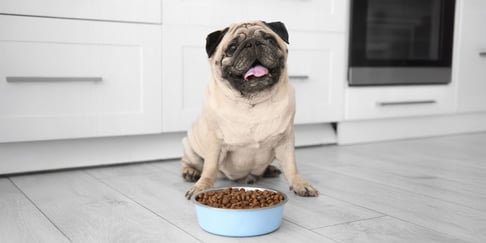 a pug sitting by his food bowl