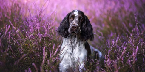 A springer spaniel sitting in a field of lavender. 