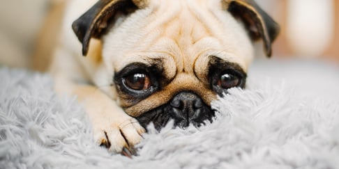 A close up image of a Pug.