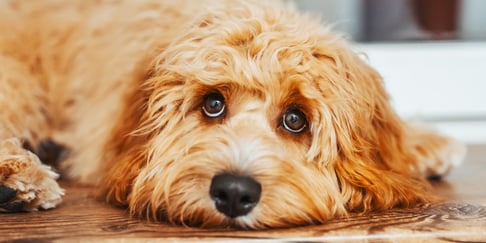 A Cavapoo laying on the floor and looking upwards.