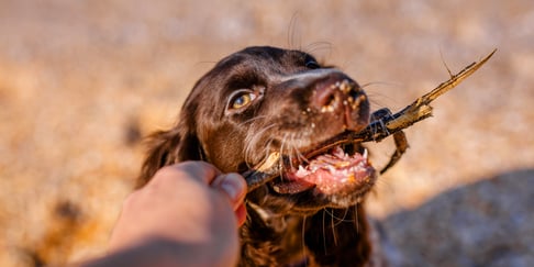 A springer spaniel holding a stick.