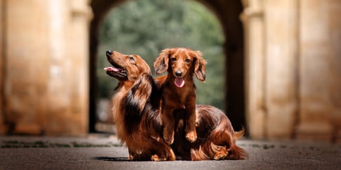 Two dachshunds sitting outdoors.
