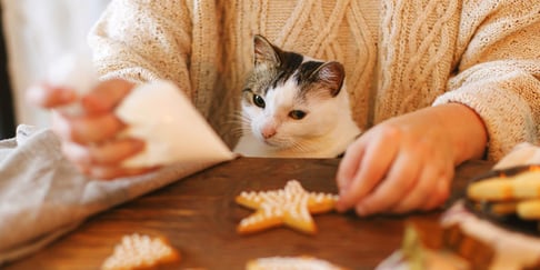 A cat sitting at a table wanting a star biscuit.