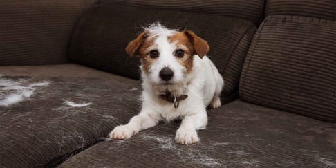 jack russell shedding hair and sitting on brown couch