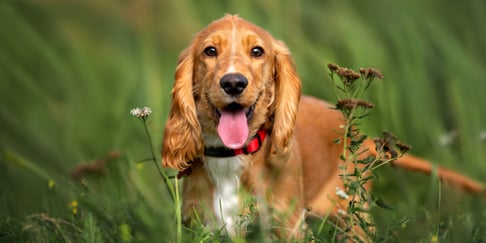 A close up of a spaniel.