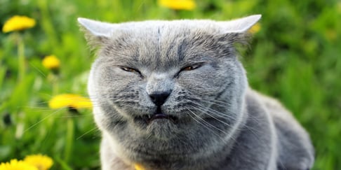 Grey coughing cat sitting outside