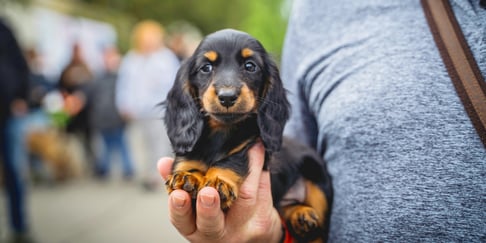 A Miniature Dachshund puppy resting in someone's hand