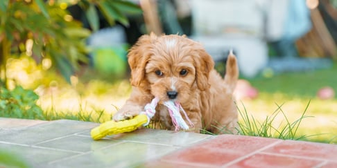 A puppy Cockapoo chewing on a toy.