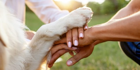 A golden retriever holding hands with his owners.