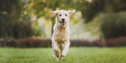 A golden retriever bounding through grass.