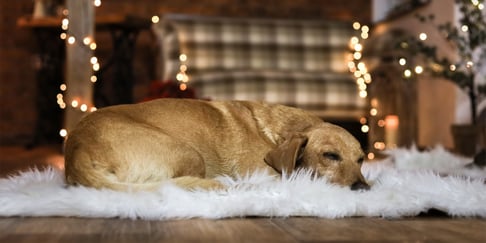 A dog laying by fairy lights and gifts.