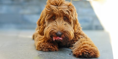 Labradoodle lying on a ground looking at the camera licking his nose