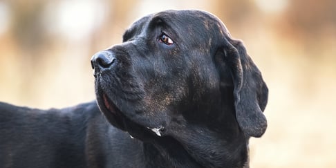 A close up image of a Filo Brasileiro